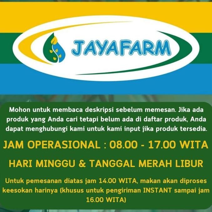 Benih Bibit Tanaman Sayur Selada Batavia Brava 1 Gram Indo Seed EZ