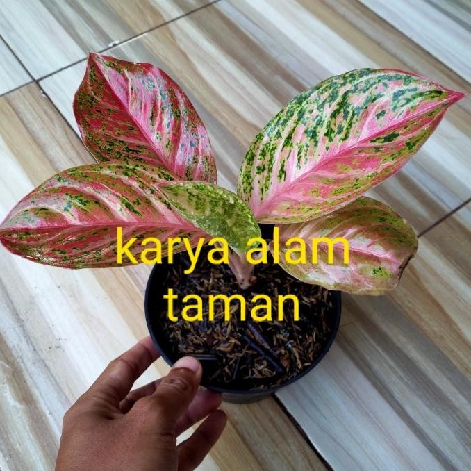 bibit tanaman hias aglonema bidadari/pohon hias aglonema bidadari