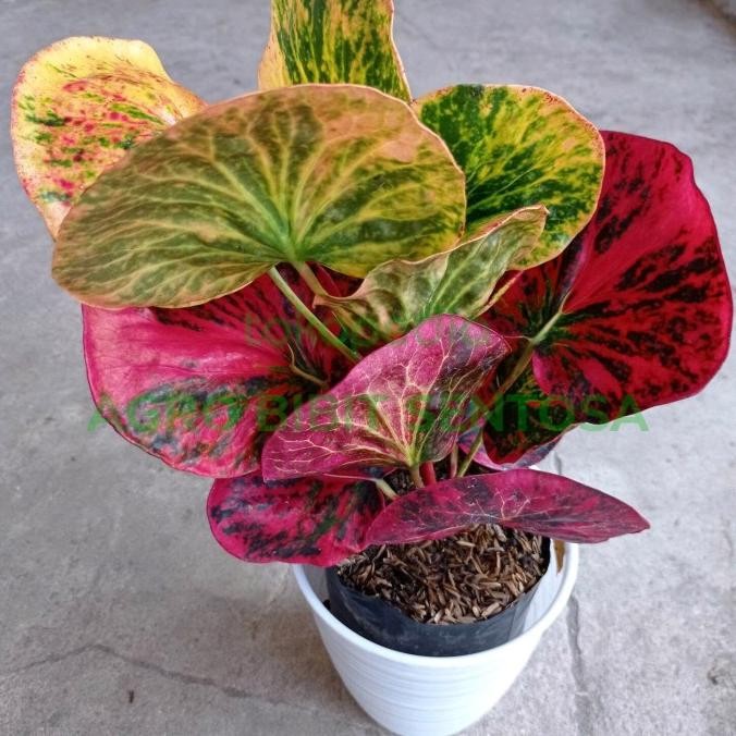 bibit bunga puring apel merah  SRG Super Red Giant Unggul tanaman hias