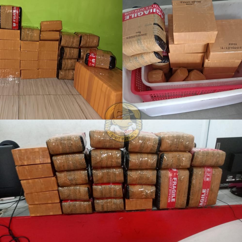 BIBIT SAWIT PPKS SIMALUNGUN UNGGUL BERSERTIFIKAT KECAMBAH POLONG BENIH BIBIT SAWIT UNGGUL ORIGINAL P