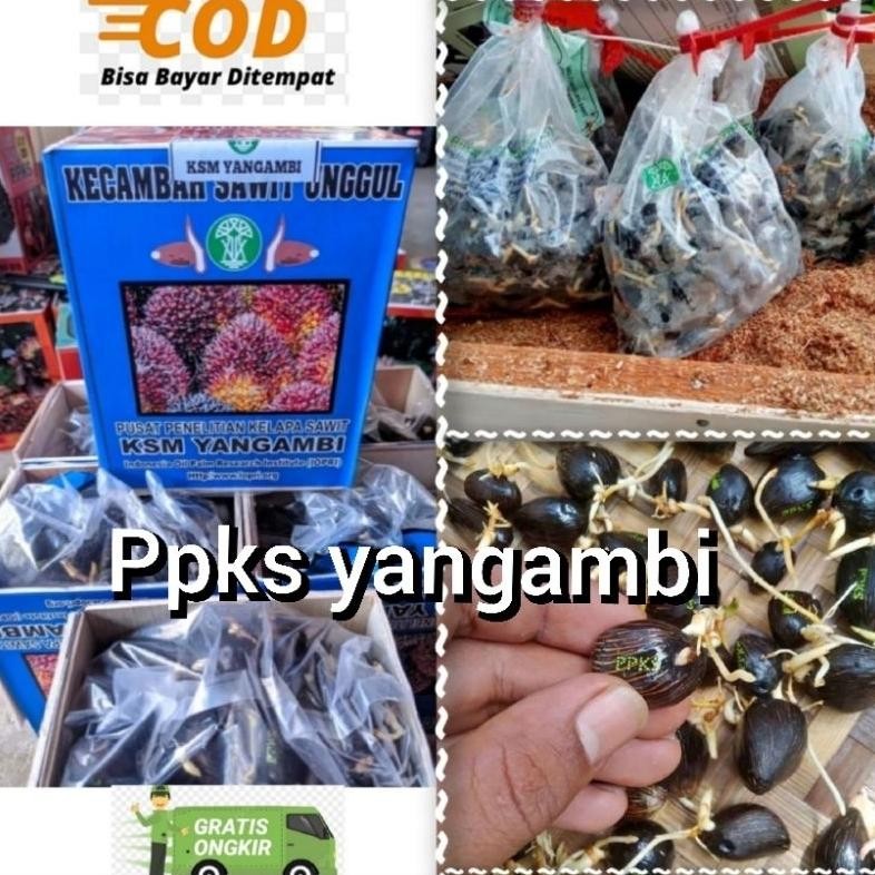 Bibit kecambah sawit unggul Ppks yangambi