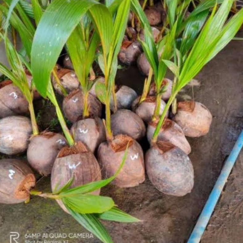 Bibit Kelapa Wulung Asli 100% | Termurah Bibit Kelapa Hijau Wulung Asli | Bibit Kelapa Hijau Berkhas