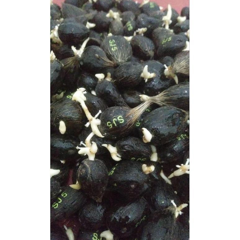 bibit kecambah sawit DXP sriwijaya5