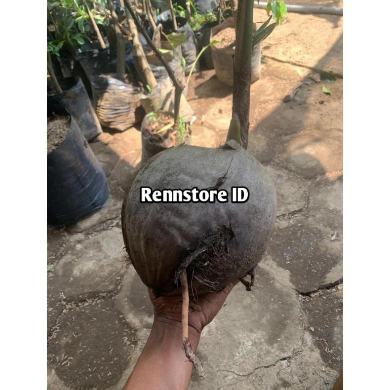 Bibit Kelapa Wulung Ijo Asli / Kelapa Wulung Hibrida Pendek 2 Tahun Siap Berbuah