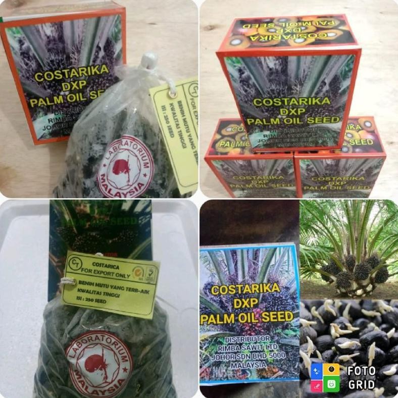 bibit cambah sawit unggul COSTARIKA