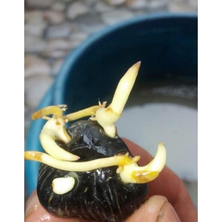 bibit sawit varietas ppks-medan