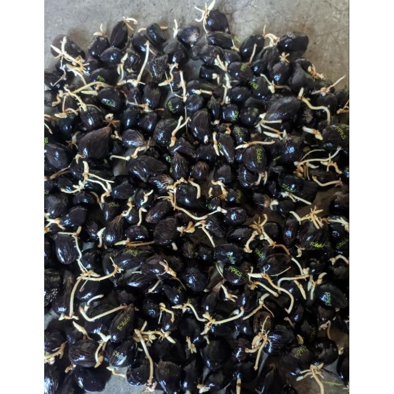 bibit sawit ppks 540