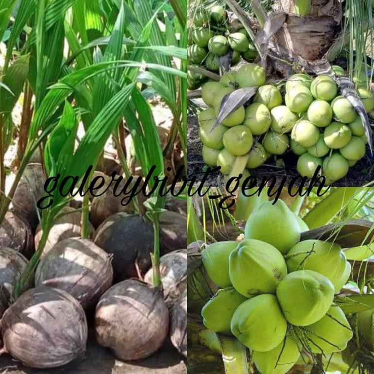

Kelapa Hijau Hibrida premium kualitas premium