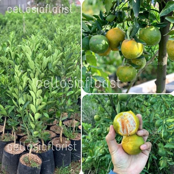 Bibit Tanaman Buah Jeruk Siam Madu Besar Sudah Berbuah BARANG SUPER