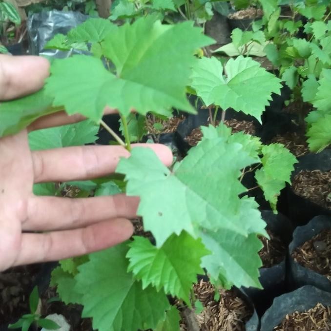 Tanaman Buah Bibit Anggur Red Master/Bibit pohon Anggur Red master BARANG SUPER