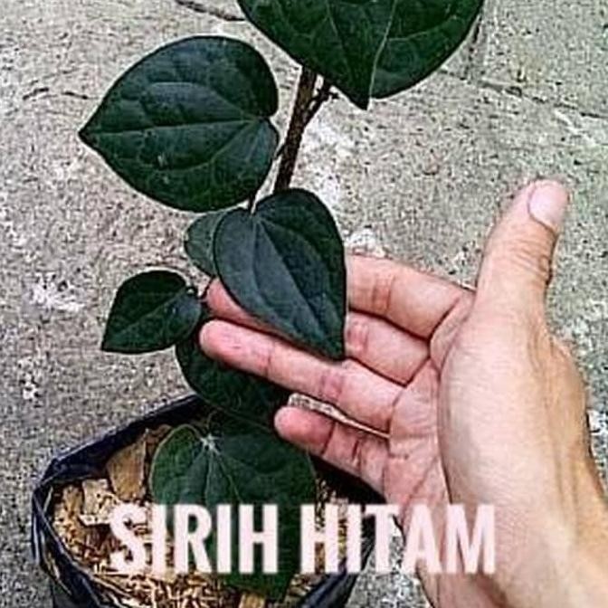 Ind4K Bibit Tanaman Dn Sirih Hitam Herbal Bibit Buah SEGAR BARANG SUPER