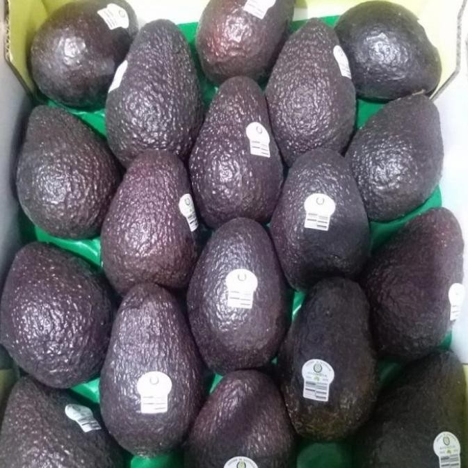 

Promo Alpukat Australia Improt 1 Kg