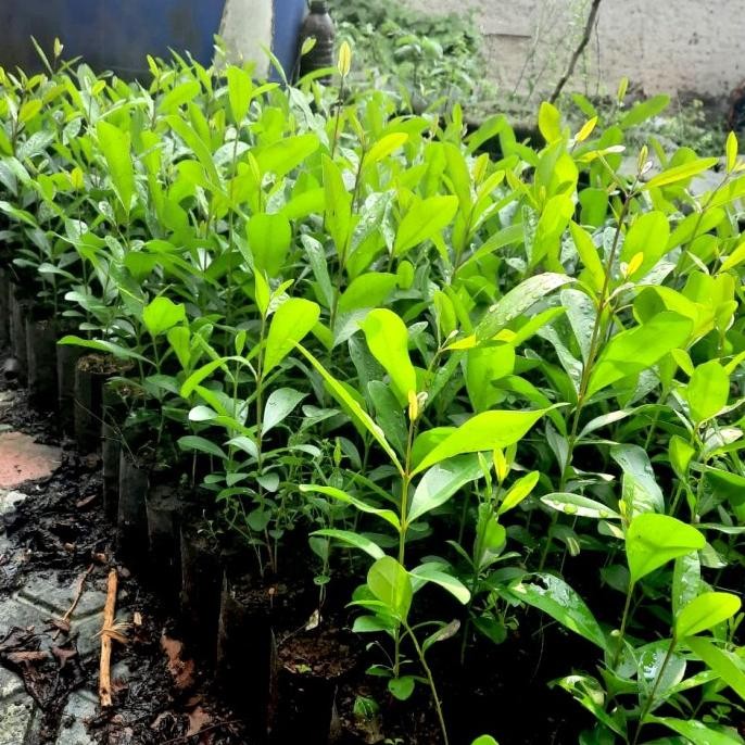 Bibit Pohon Buah Jamblang - Tanaman Jamblang Hitam - Pohon Duwet BARANG SUPER