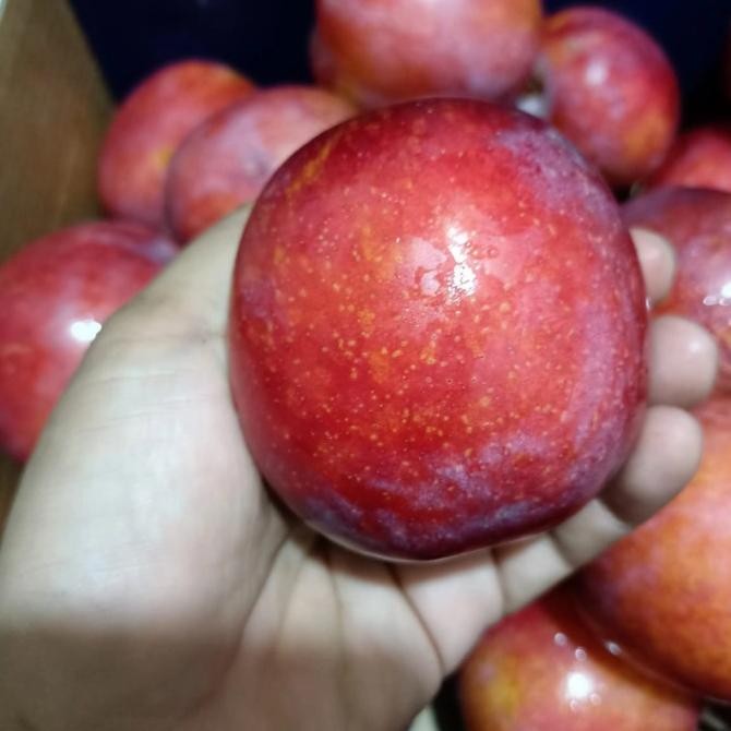 

Sale Buah Plum Australia Jumbo Di Jamin Manis Fresh Per 1 Kg Isi 5 Sampai 6