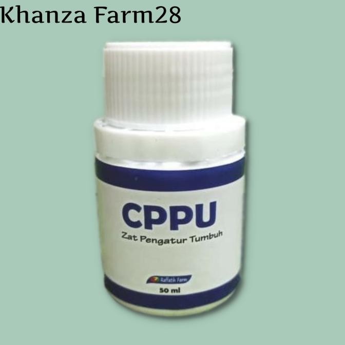 CPPU Tanaman Besarkan Buah Anggur By Raffatih Farm BARANG SUPER