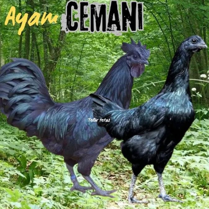 

TELUR AYAM CEMANI LIDAH HITAM (ASLI) BISA UNTUK DI TETASKAN VERTIL