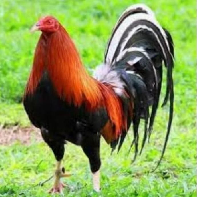 TELUR AYAM PHILIPIN ASLI AK47 BISA UNTUK DI TETASKAN ORI VERTIL