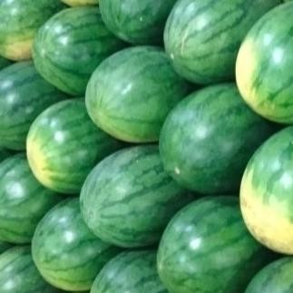 

Promo Buah Semangka Merah Tanpa Biji 1 Buah, 3 Kg - 4 Kg