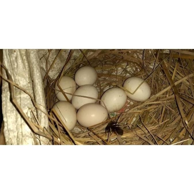 

TELUR VERTIL AYAM BANGKOK EKOR LIDI ORIGINAL