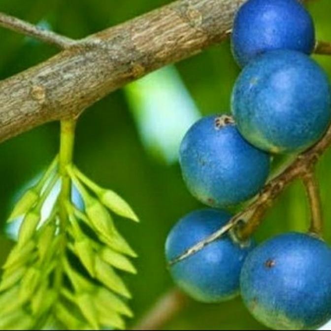 Terlaris BIBIT POHON GENITRI/ BIBIT POHON JENITRI BUAH TITISAN DEWA