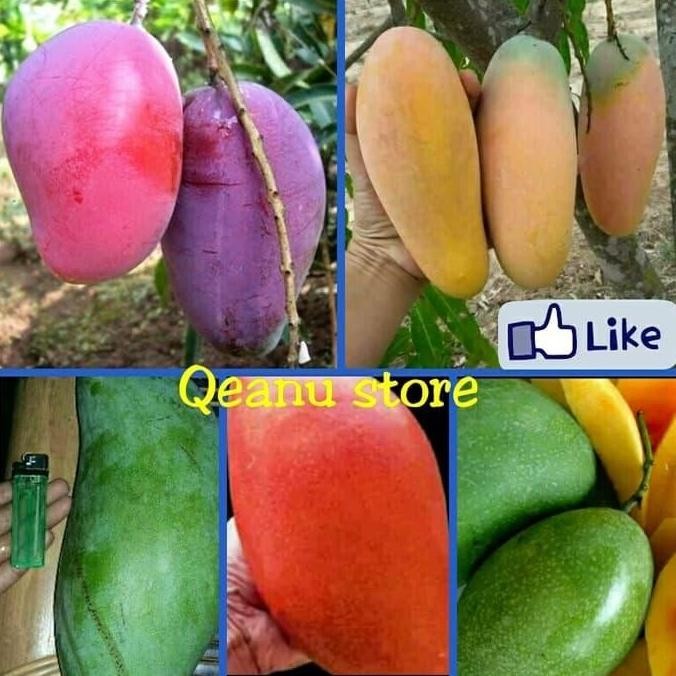 Terlaris paket 5 bibit tanaman buah mangga bibit mangga berkualitas