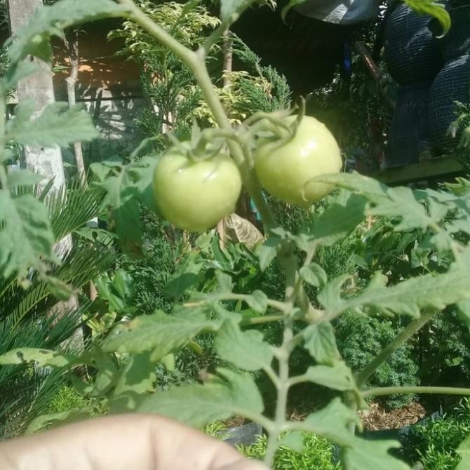 Terlaris bibit tanaman buah tomat sayur UNGGULAN