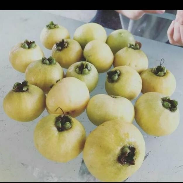 Bibit Jambu Mawar MMMM