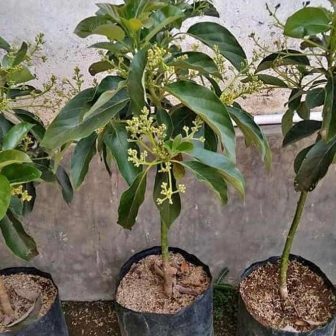 Terlaris bibit tanaman buah alpukat miki ,markus,1 meter unggul