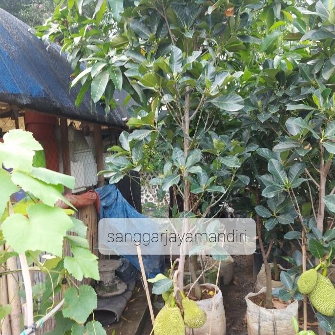 Terlaris pohon buah nangka sudah berbuah dan berbunga UNGGULAN