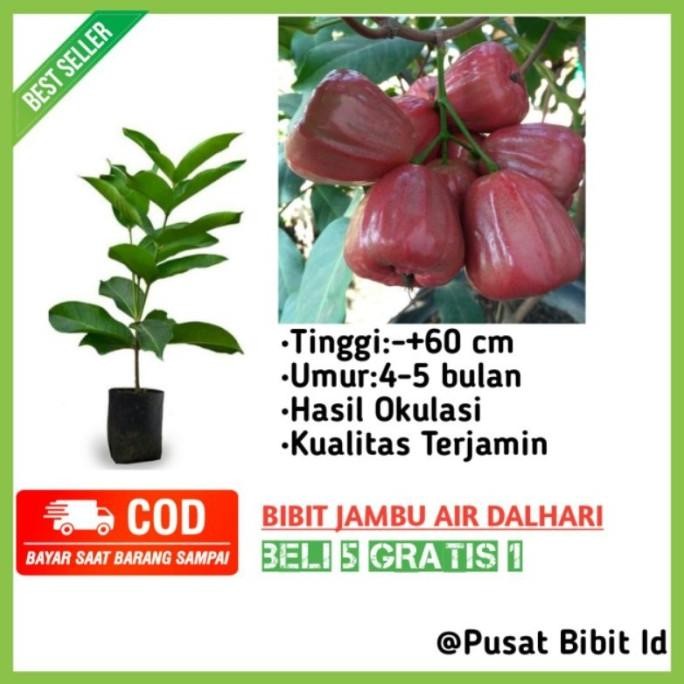 Bibit Jambu Dalhari Tanaman Jambu Air Dalhari Okulasi Cepat Berbuah