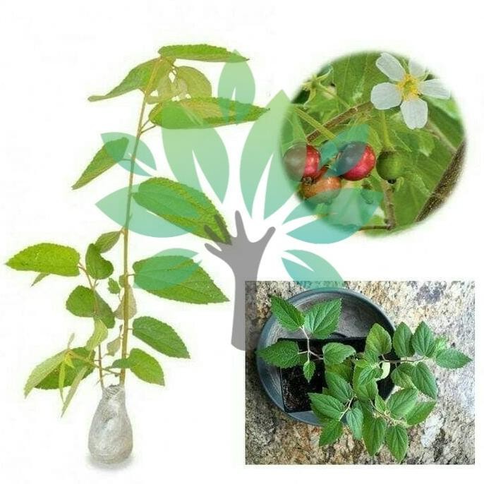 Terlaris Bibit Tanaman Buah Pohon Cery Kersen-bibit Chery Kersen-Bibit
