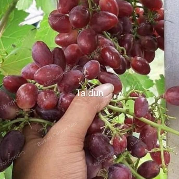 Terlaris Bibit Tanaman Buah Anggur Import Taldun-Pohon Anggur Impor