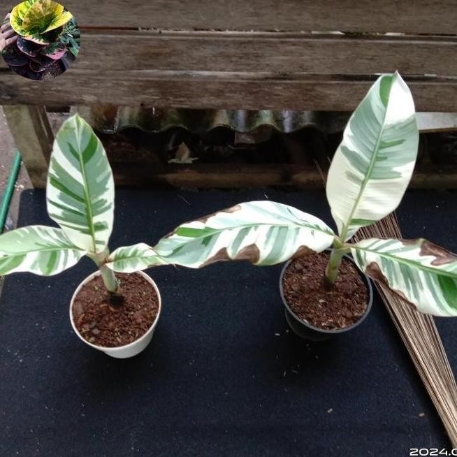 ya bibit pisang variegata musae ATX