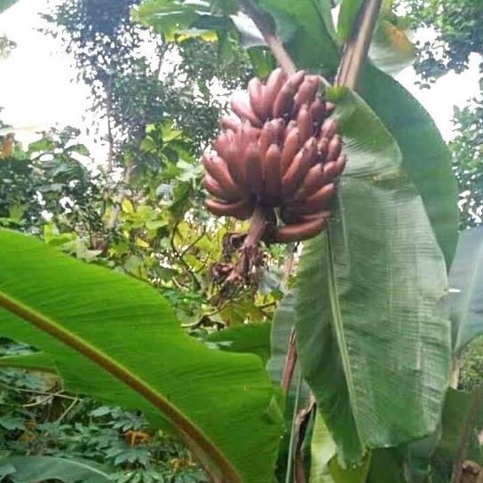 bibit pisang merah / susu merah / kidang ASLI ATX