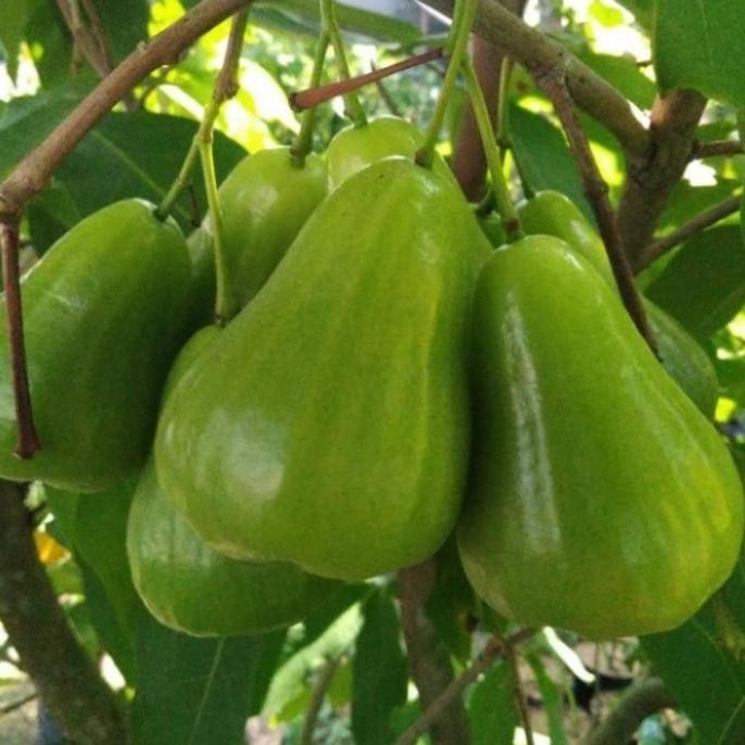 PROMO / TERMURAH bibit tanaman jambu air green Giant cangkok cepat Aww