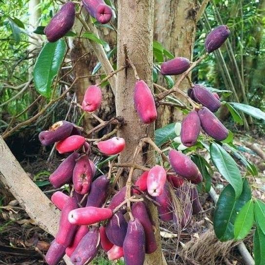 Tanaman Langka Jambu Irian Bira Papua Aww