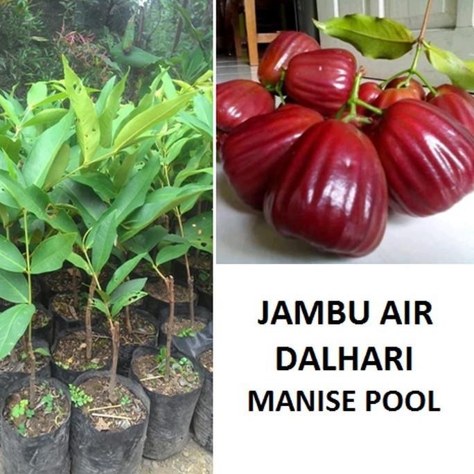 bibit jambu dalhari bibit tanaman jambu air dalhari Aww