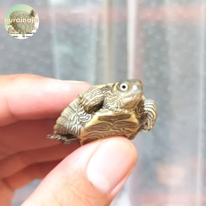 

PAJANGAN AIR - MISSIPPI MAP / MISMAP BABY murah