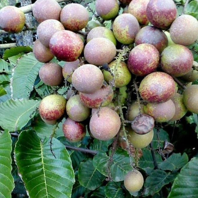 Bibit Tanaman Buah Matoa super - Bibit Matoa Cangkok - Bibit Matoa PREMIUM