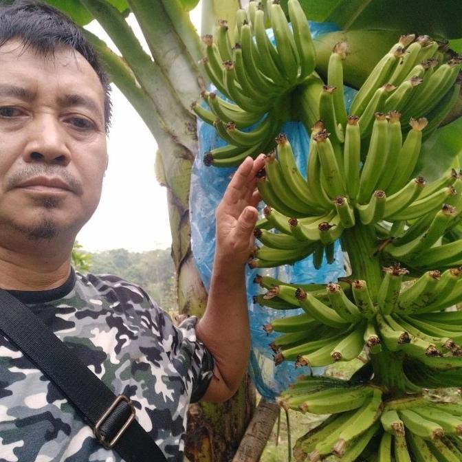 Bibit Pisang Cavendish Sunpride pohon AZZ