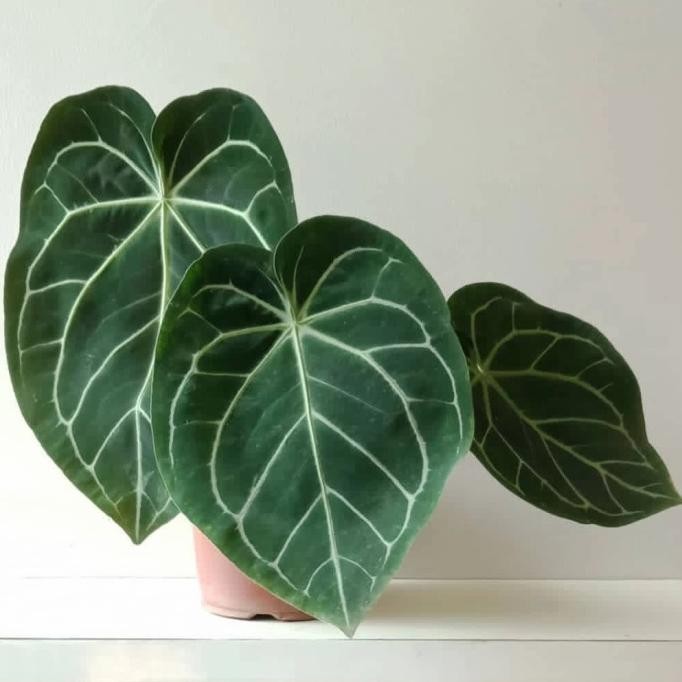 Anthurium magnificum / kuping gajah batang kotak size jumbo
