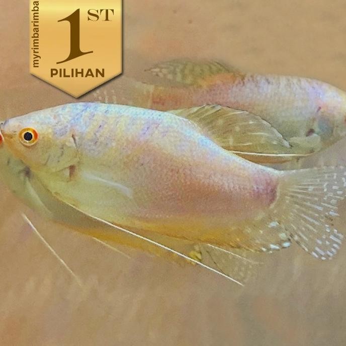 Paket Koloni (isi 10) Sepat Platinum Gourami Ikan Hias Aquascape Hiasan Aquarium Tanaman Air