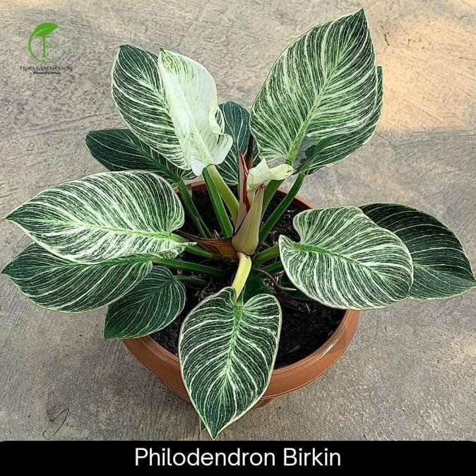 Tanaman Hias Philodendron Birkin - Philodendron Birkin Ukuran Dewasa
