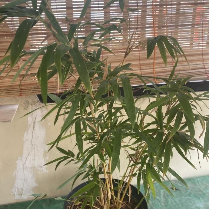Tanaman hias bambu kuning jepang - pohon bambu jepang super - lebat