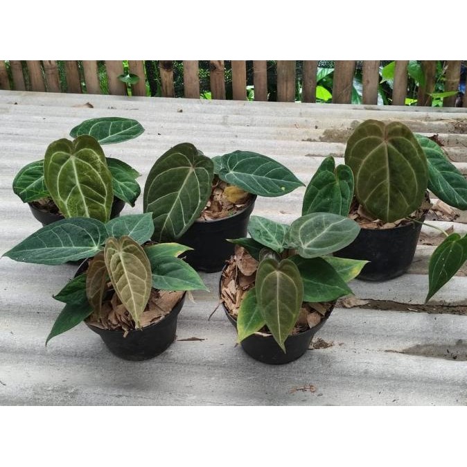 Tanaman hias kuping gajah dreslery x forgetii