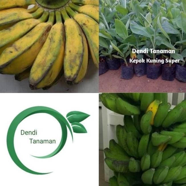 Bibit Pohon Pisang Kepok Super / Buah Pisang Kepok AZZ