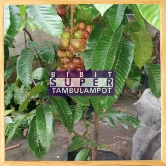 TEERCAYAA Bibit Tanaman Buah Matoa Super Okulasi Stek PREMIUM