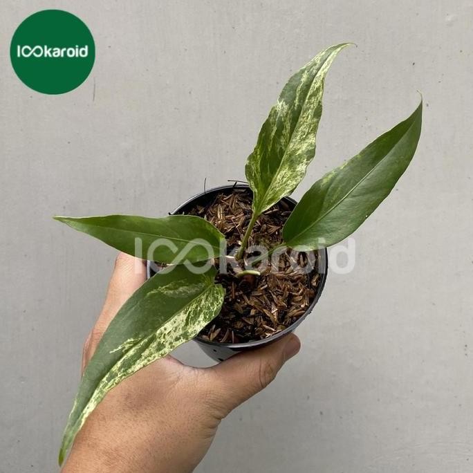 Tanaman Hias Anthurium Gelombang Cinta Variegata | Gelcin Varigata