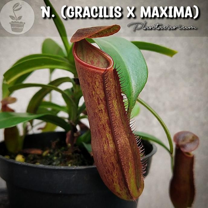 Tanaman Karnivora Kantong Semar / Nepenthes Gracilis x Maxima