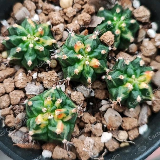 Kaktus Gymno T31115 sudah berakar